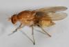 Sapromyzosoma quadricincta